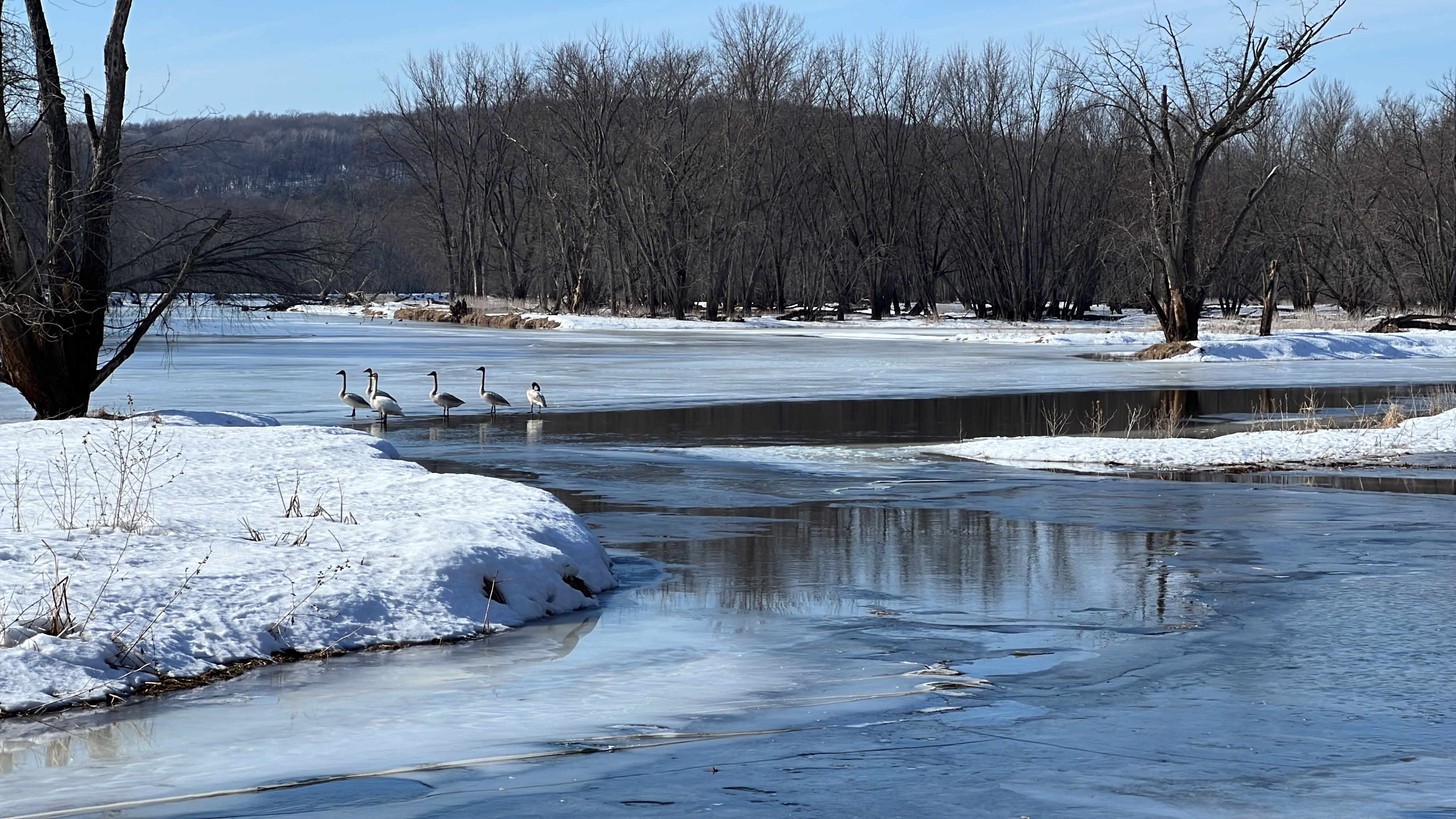 A tranquil winter scene with swans by a partially frozen river.