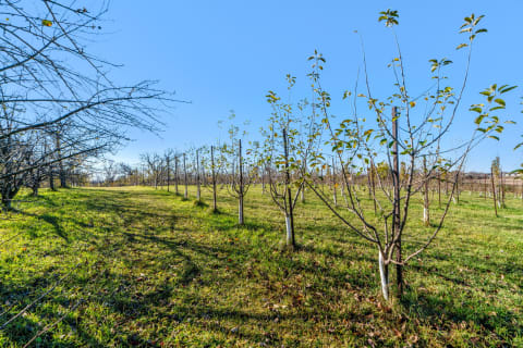 An orchard with young apple trees under a blue sky, surrounded by green grass and shadows.