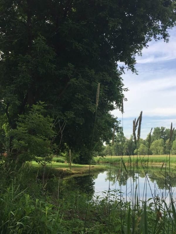A peaceful landscape featuring a calm pond, lush grass, and a large tree.