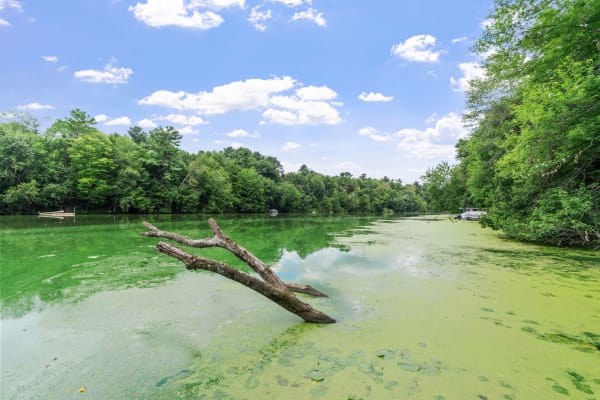 A tranquil waterway with green algae, surrounded by trees and a distant boat under a blue sky.