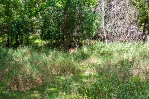 A deer in a grassy area surrounded by trees in a forest.