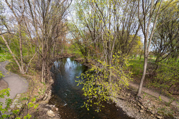A gentle creek bordered by trees with fresh spring leaves and a walking path.