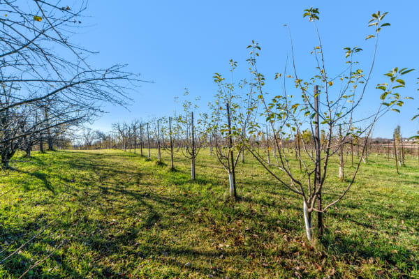 Orchard with young trees and a grassy path under bright blue sky.