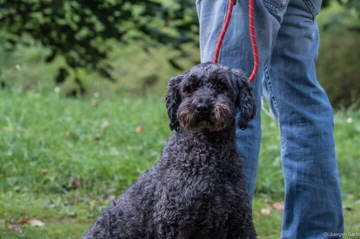 hund ängstlich gegenüber menschen