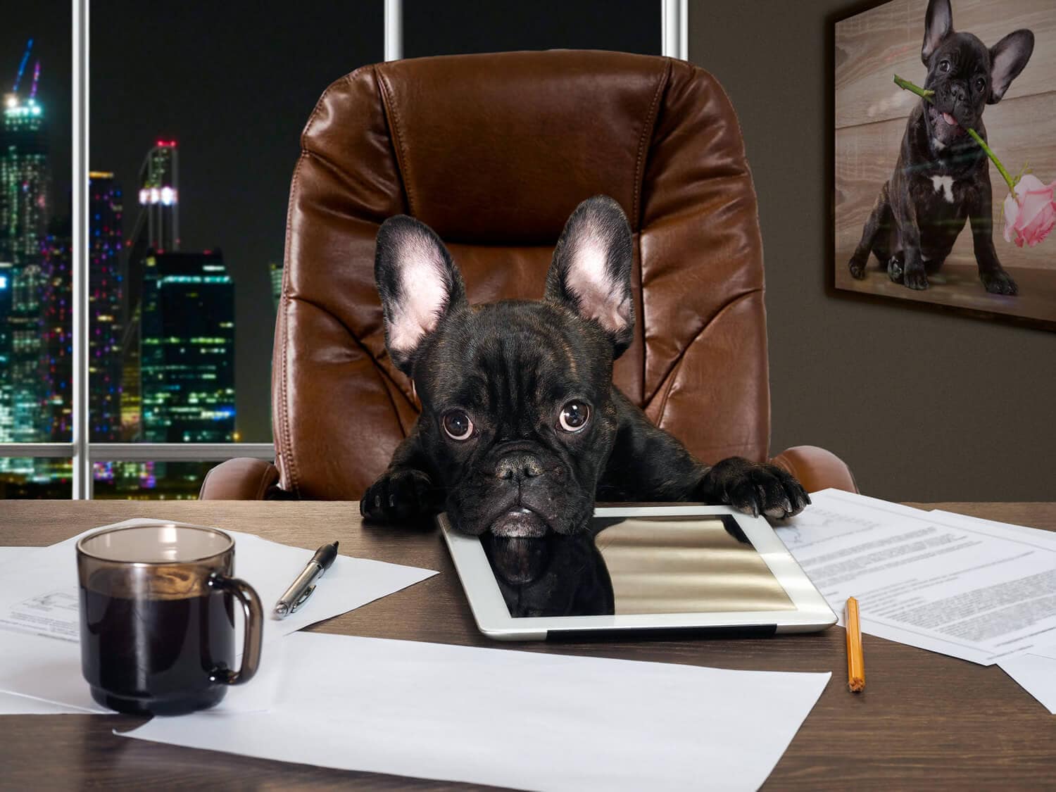 Hund Im Büro Arbeitsrecht Ein Hund im Büro so macht die Arbeit