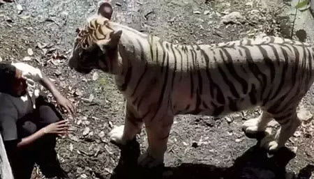 Death in Delhi Zoo