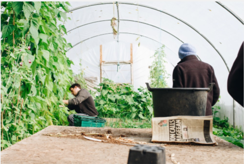 Two people working in a greenhouse