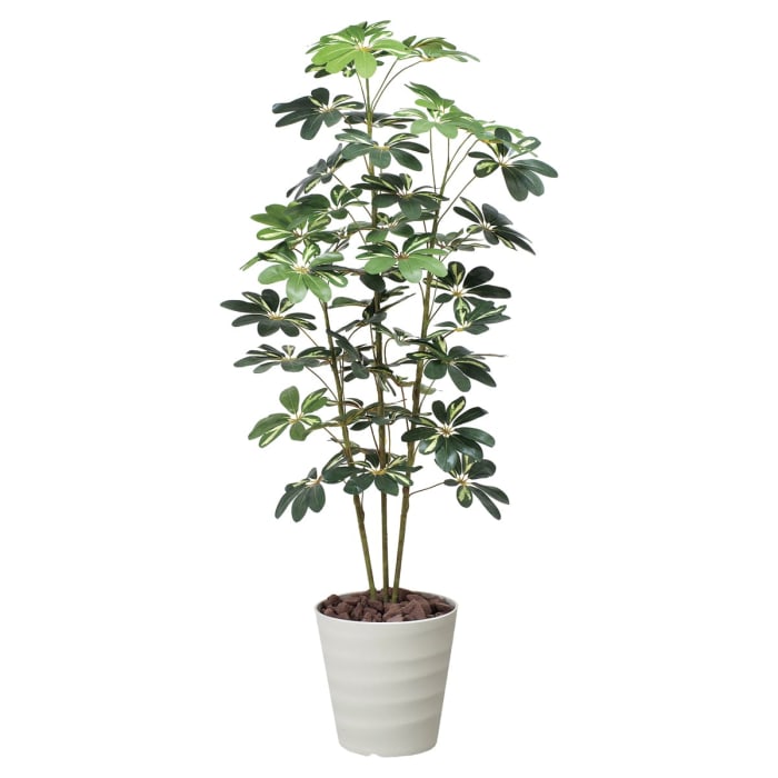 カポック斑入り 355A200 光触媒 人工観葉植物