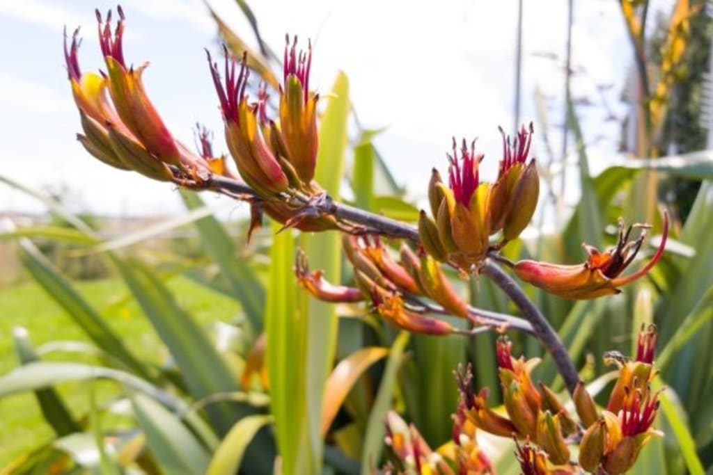 Developing a deeper understanding of Te Whariki - 5 part series