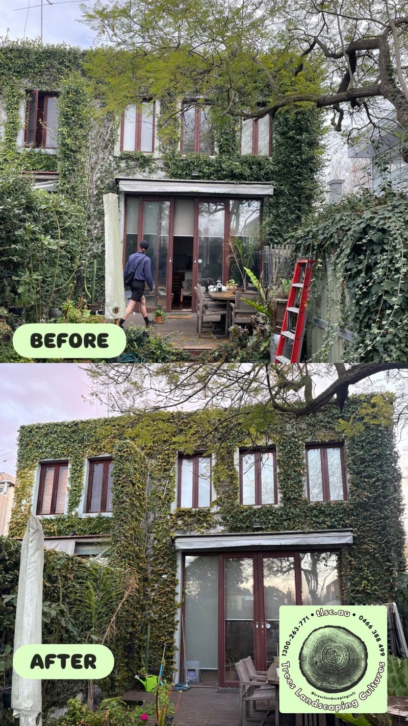 Before and after photos of an ivy-covered two-storey house, with the ivy cut back neatly from the windows and doors after the job