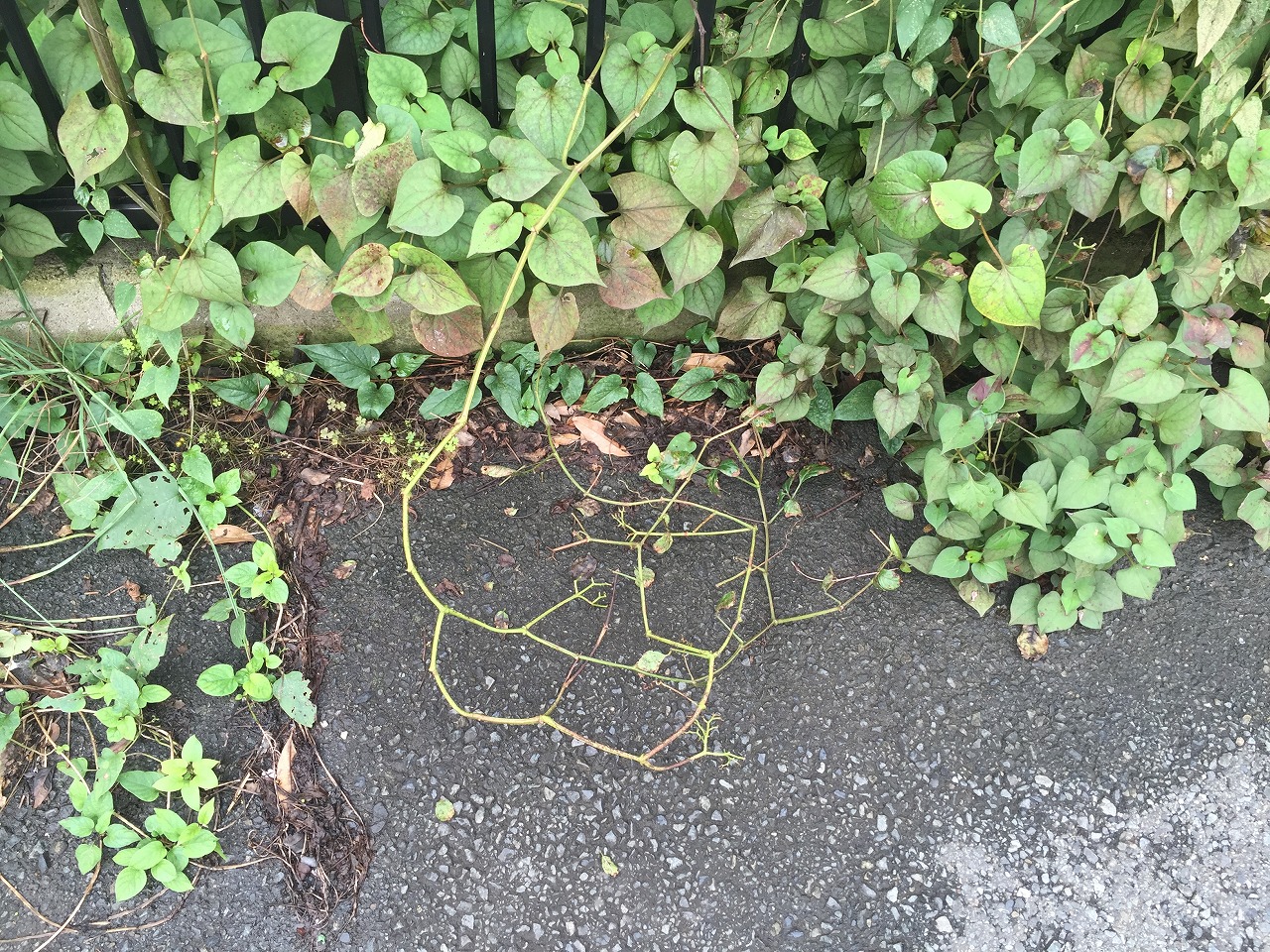 隣のつるシリーズ第二弾 つるの撃退方法を実験中 Eneleaks エネリークス