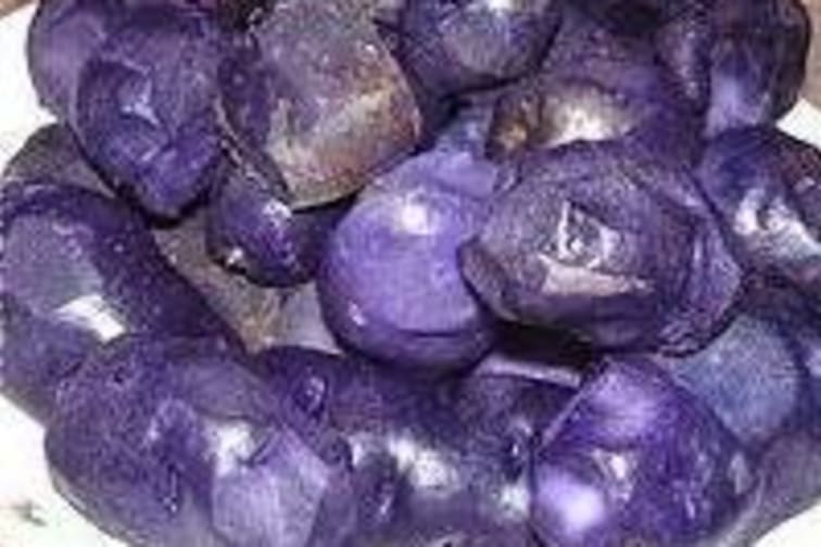 La pomme de terre Vitelotte - Etape 1