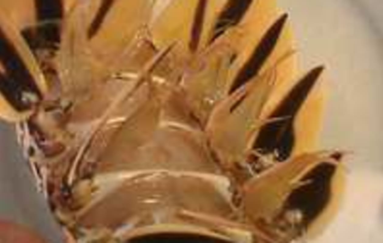 Queue de langouste tropicale (habiller une queue de langouste