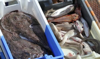 Saisonnalité des poissons et fruits de mer