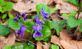 La violette