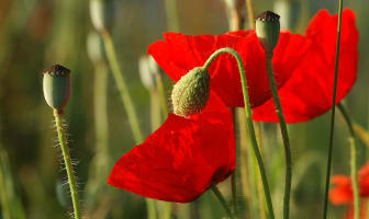 Le coquelicot