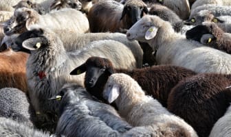 Le mouton et l'agneau - Races, labels et qualité