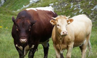 Le boeuf - Races, labels et qualité