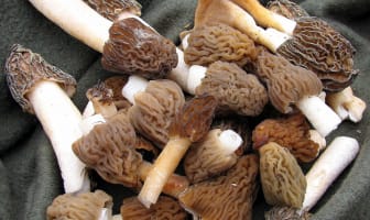 Morilles fraîchement récoltées