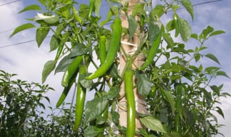 Plantation de piments coréens