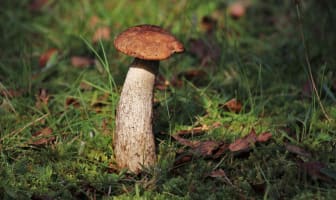 Champignons dans les bois