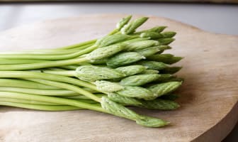 Botte d'asperges des bois ou Ornithogale des Pyrénées