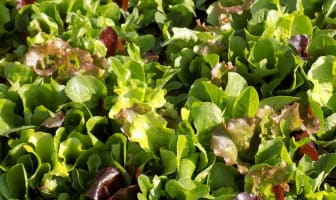 Mesclun