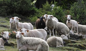 Brebis dans les Cévennes