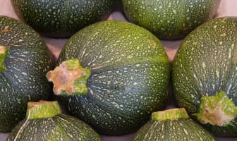 Courgettes rondes