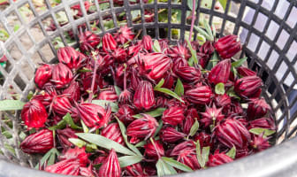 Boutons de fleurs d'hibiscus