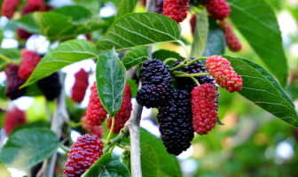 Mulberries sur l'arbre