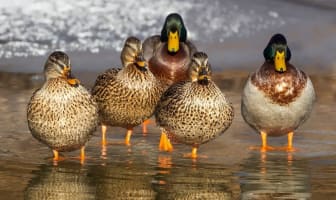 Petit groupe de canards sauvages colverts