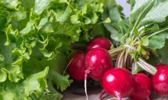 Salade et radis roses