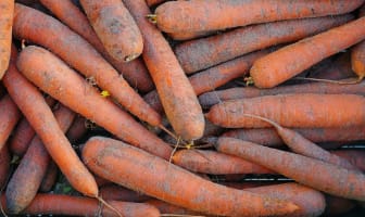 Carotte des sables en vrac sur l'étal d'un marché