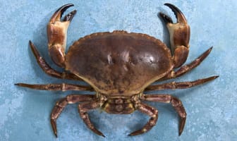 Crabe tourteau