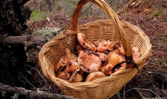 Récolte de champignons sanguins.