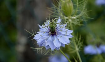 Nigelle en fleur