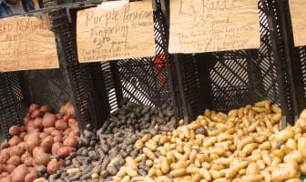 Rattes sur un marché