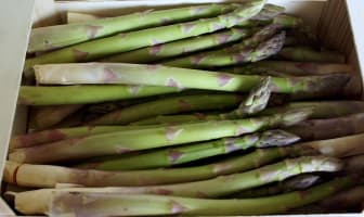 Asperge