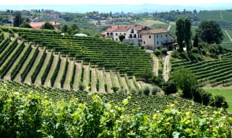 Vignobles dans le Piémont