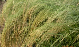 Champ de teff