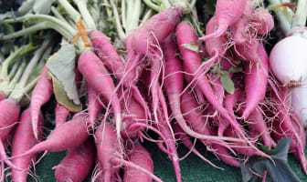 Botte de carottes rouges et leurs fanes