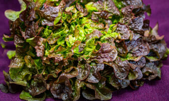 Salade entière feuille de chêne