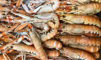 Langoustines crues