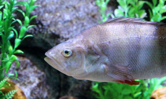 Poisson perche dans l'eau