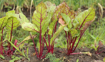 Fanes de betterave dans un jardin