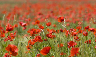 Coquelicots en fleurs