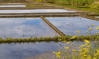 Marais salants de Guérande 