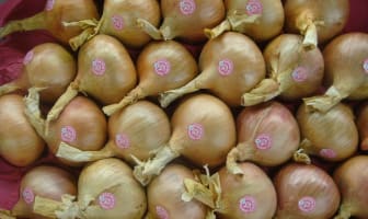 Oignons de Roscoff en vente