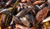 Différents poissons d'eau de mer sur un étal de marché